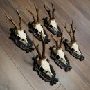 6 paires de bois de chevreuil mâle sur un panneau de trophées sculpté Chevreuils Chevreuil mâle Bois 22.1416