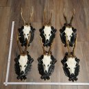 6 paires de bois de chevreuil mâle sur un panneau de trophées sculpté Chevreuils Chevreuil mâle Bois 22.1416