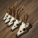 Rehgeweihe 5 Stück Rehböcke auf Trophäenschild Rehe Reh Bock Geweihe 22.1417