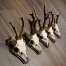 Rehgeweihe 5 Stück Rehböcke auf Trophäenschild Rehe Reh Bock Geweihe 22.1417