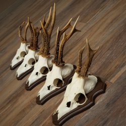 Rehgeweihe 5 Stück Rehböcke auf Trophäenschild Rehe Reh Bock Geweihe 22.1417