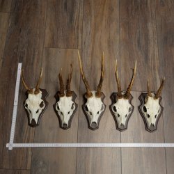 Rehgeweihe 5 Stück Rehböcke auf Trophäenschild Rehe Reh Bock Geweihe 22.1417