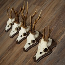 Rehgeweihe 5 Stück Rehböcke auf Trophäenschild Rehe Reh Bock Geweihe 22.1417