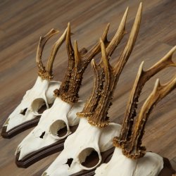 Rehgeweihe 5 Stück Rehböcke auf Trophäenschild Rehe Reh Bock Geweihe 22.1417