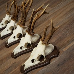 Rehgeweihe 5 Stück Rehböcke auf Trophäenschild Rehe Reh Bock Geweihe 22.1417