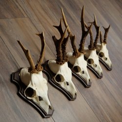 Rehgeweihe 5 Stück Rehböcke auf Trophäenschild Rehe Reh Bock Geweihe 22.1417