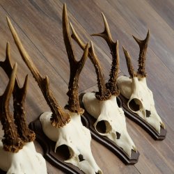 Rehgeweihe 5 Stück Rehböcke auf Trophäenschild Rehe Reh Bock Geweihe 22.1417