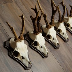 Rehgeweihe 5 Stück Rehböcke auf Trophäenschild Rehe Reh Bock Geweihe 22.1417
