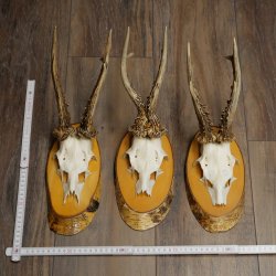 Rehgeweihe 3 Stück Rehböcke auf Birke Schilder Rehe Reh Bock Geweihe 22.1418