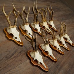 Corna di capriolo, 10 esemplari di capriolo maschio su supporti per trofei, caprioli, capriolo maschio, corna 22.1421