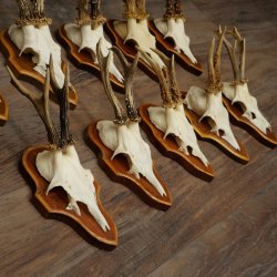 Corna di capriolo, 10 esemplari di capriolo maschio su supporti per trofei, caprioli, capriolo maschio, corna 22.1421