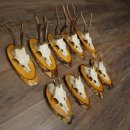 Corna di capriolo, 9 pezzi, caprioli su albero, dischi "Vintage", caprioli, capriolo maschio, corna 22.1424