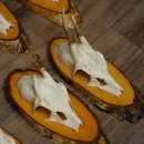 Corna di capriolo, 9 pezzi, caprioli su albero, dischi "Vintage", caprioli, capriolo maschio, corna 22.1424