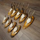 Corna di capriolo, 9 pezzi, caprioli su albero, dischi "Vintage", caprioli, capriolo maschio, corna 22.1424