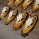 Corna di capriolo, 9 pezzi, caprioli su albero, dischi "Vintage", caprioli, capriolo maschio, corna 22.1424