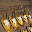 Corna di capriolo, 9 pezzi, caprioli su albero, dischi "Vintage", caprioli, capriolo maschio, corna 22.1424