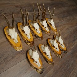Corna di capriolo, 9 pezzi, caprioli su albero, dischi "Vintage", caprioli, capriolo maschio, corna 22.1424