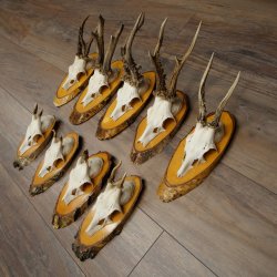 Corna di capriolo, 9 pezzi, caprioli su albero, dischi "Vintage", caprioli, capriolo maschio, corna 22.1424