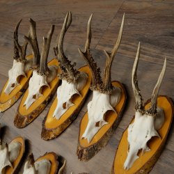 Corna di capriolo, 9 pezzi, caprioli su albero, dischi "Vintage", caprioli, capriolo maschio, corna 22.1424