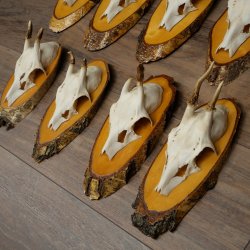 Corna di capriolo, 9 pezzi, caprioli su albero, dischi "Vintage", caprioli, capriolo maschio, corna 22.1424