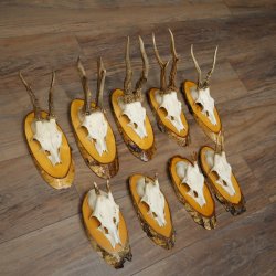 Corna di capriolo, 9 pezzi, caprioli su albero, dischi "Vintage", caprioli, capriolo maschio, corna 22.1424