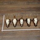 Corna di capriolo, 5 pezzi di caprioli maschi su supporti per trofei, caprioli, capriolo maschio, corna 22.1425
