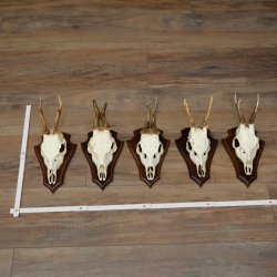 Corna di capriolo, 5 pezzi di caprioli maschi su supporti per trofei, caprioli, capriolo maschio, corna 22.1425
