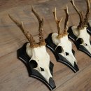 Rehgeweihe 5 Stück Rehböcke auf Trophäenschilder Rehe Reh Bock Geweihe 22.1426