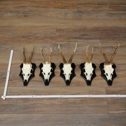 Rehgeweihe 5 Stück Rehböcke auf Trophäenschilder Rehe Reh Bock Geweihe 22.1426
