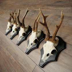 Rehgeweihe 5 Stück Rehböcke auf Trophäenschilder Rehe Reh Bock Geweihe 22.1426