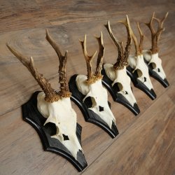 Rehgeweihe 5 Stück Rehböcke auf Trophäenschilder Rehe Reh Bock Geweihe 22.1426