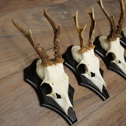 Rehgeweihe 5 Stück Rehböcke auf Trophäenschilder Rehe Reh Bock Geweihe 22.1426