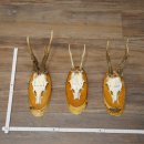 Corna di capriolo, 3 pezzi, caprioli maschi su targhette di betulla "Vintage" Caprioli Capriolo maschio Corna 22.1428