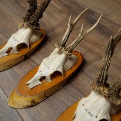 Corna di capriolo, 3 pezzi, caprioli maschi su targhette di betulla "Vintage" Caprioli Capriolo maschio Corna 22.1428