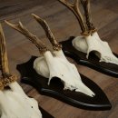 3 paires de bois de chevreuil mâle sur socles pour trophées – chevreuils, chevreuil mâle, bois 22.1430