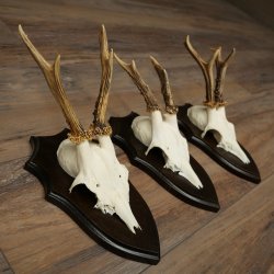 3 paires de bois de chevreuil mâle sur socles pour trophées – chevreuils, chevreuil mâle, bois 22.1430