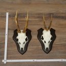Rehgeweihe 2 Stück Rehböcke auf Trophäenschilder Rehe Reh Bock Geweihe 22.1431