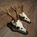 Rehgeweihe 2 Stück Rehböcke auf Trophäenschilder Rehe Reh Bock Geweihe 22.1431