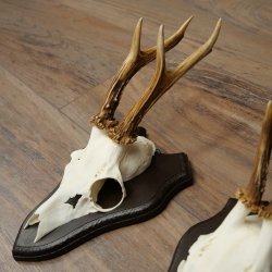 Rehgeweihe 2 Stück Rehböcke auf Trophäenschilder Rehe Reh Bock Geweihe 22.1431