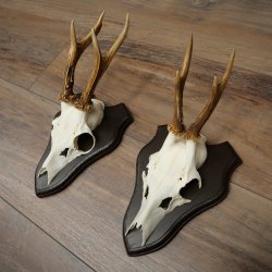 Rehgeweihe 2 Stück Rehböcke auf Trophäenschilder Rehe Reh Bock Geweihe 22.1431