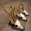 Rehgeweihe 3 Stück Rehböcke auf Trophäenschilder Rehe Reh Bock Geweihe 22.1432
