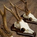 Rehgeweihe 3 Stück Rehböcke auf Trophäenschilder Rehe Reh Bock Geweihe 22.1432