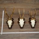 Rehgeweihe 3 Stück Rehböcke auf Trophäenschilder Rehe Reh Bock Geweihe 22.1432