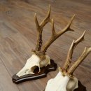 Rehgeweihe 3 Stück Rehböcke auf Trophäenschilder Rehe Reh Bock Geweihe 22.1432