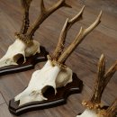 Rehgeweihe 3 Stück Rehböcke auf Trophäenschilder Rehe Reh Bock Geweihe 22.1432