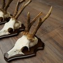 Rehgeweihe 3 Stück Rehböcke auf Trophäenschilder Rehe Reh Bock Geweihe 22.1432