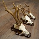 Rehgeweihe 3 Stück Rehböcke auf Trophäenschilder Rehe Reh Bock Geweihe 22.1432