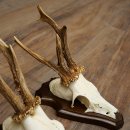Rehgeweihe 3 Stück Rehböcke auf Trophäenschilder Rehe Reh Bock Geweihe 22.1432