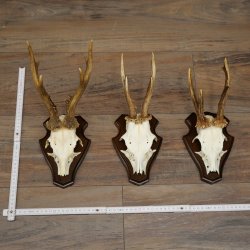 Rehgeweihe 3 Stück Rehböcke auf Trophäenschilder Rehe Reh Bock Geweihe 22.1432