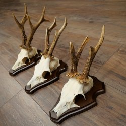Rehgeweihe 3 Stück Rehböcke auf Trophäenschilder Rehe Reh Bock Geweihe 22.1432